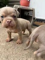 Thor, a male American Bully for sale in East Hartford, CT – 3 of 8
