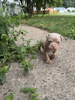 Thor, a male American Bully for sale in East Hartford, CT – 6 of 8