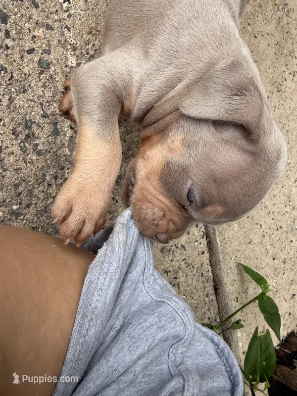 Lily, a female American Bully for sale in East Hartford, CT – 1 of 6