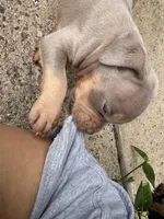 Lily, a female American Bully for sale in East Hartford, CT – 1 of 6