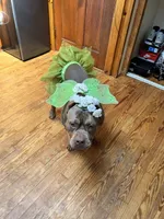 Dolce, a female American Bully for sale in East Hartford, CT – 9 of 9