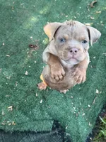 Thor, a male American Bully for sale in East Hartford, CT – 2 of 8