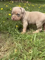 Thor, a male American Bully for sale in East Hartford, CT – 5 of 8