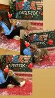 Dolce, a female American Bully for sale in East Hartford, CT – 3 of 9