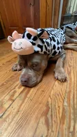 Dolce, a female American Bully for sale in East Hartford, CT – 2 of 9