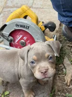 Rita, a female American Bully for sale in East Hartford, CT – 2 of 4
