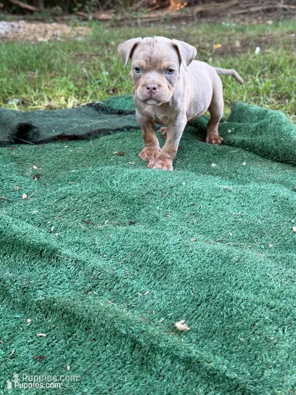 Thor – American Bully puppy for sale in East Hartford, CT