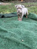Thor, a male American Bully for sale in East Hartford, CT – 4 of 8