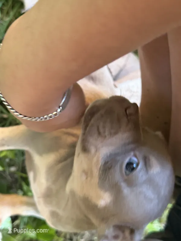 Rita, a female American Bully for sale in East Hartford, CT – 1 of 1