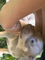 Rita, a female American Bully for sale in East Hartford, CT – 1 of 1