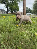 Lily, a female American Bully for sale in East Hartford, CT – 4 of 6