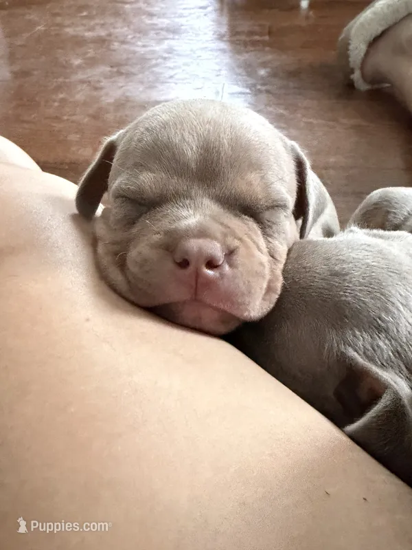 Thor – American Bully puppy for sale in East Hartford, CT