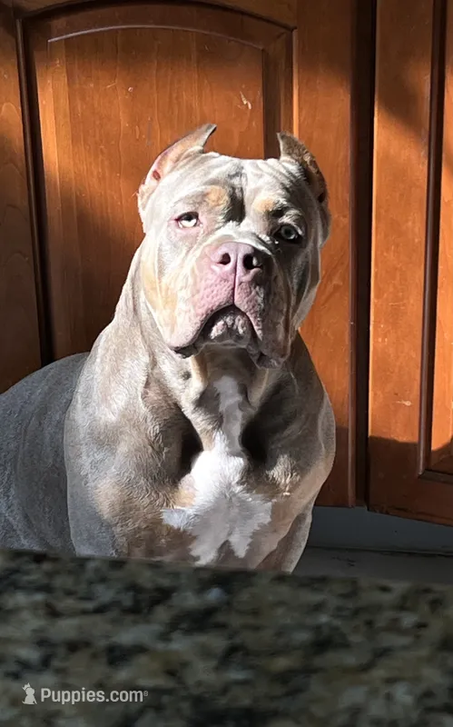 Dolce – American Bully puppy for sale in East Hartford, CT