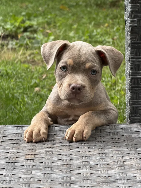 Rita – American Bully puppy for sale in East Hartford, CT