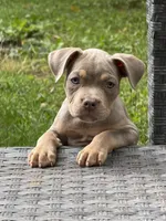 Rita, a female American Bully for sale in East Hartford, CT – 1 of 4