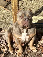 Dolce, a female American Bully for sale in East Hartford, CT – 7 of 9