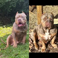 Lily, a female American Bully for sale in East Hartford, CT – 6 of 6