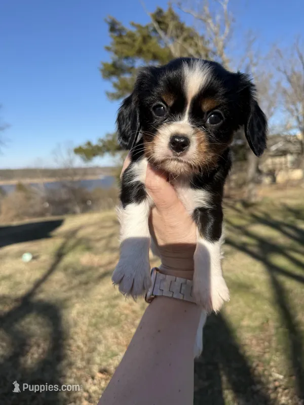 AKC Cavalier King Charles - Gray