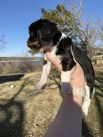 AKC Cavalier King Charles - Gray, a male Cavalier King Charles Spaniel for sale in Mannford, OK – Photo 4 of 4