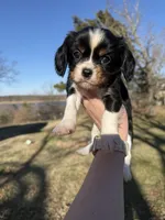 AKC Cavalier King Charles - Gray, a male Cavalier King Charles Spaniel for sale in Mannford, OK – Photo 3 of 4