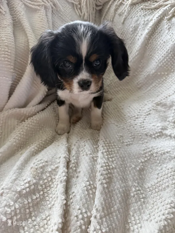 AKC Cavalier King Charles - Gray – Cavalier King Charles Spaniel puppy for sale in Mannford, OK