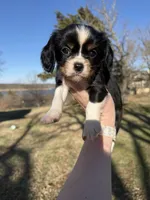 AKC Cavalier King Charles - Gray, a male Cavalier King Charles Spaniel for sale in Mannford, OK – Photo 2 of 4