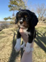 AKC Cavalier King Charles - Blue, a male Cavalier King Charles Spaniel for sale in Mannford, OK – Photo 2 of 4