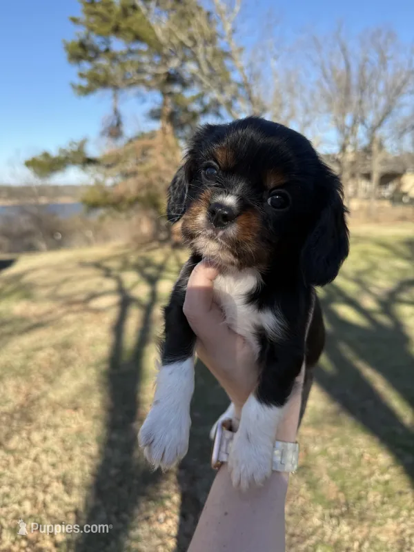 AKC Cavalier King Charles - Blue
