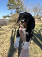 AKC Cavalier King Charles - Blue, a male Cavalier King Charles Spaniel for sale in Mannford, OK – Photo 1 of 4
