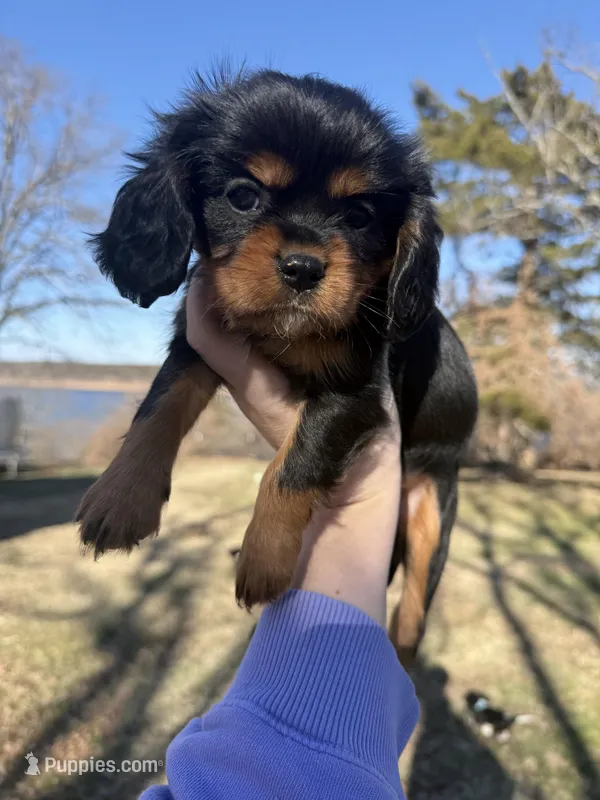 AKC Cavalier King Charles - Pink