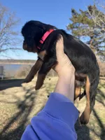 AKC Cavalier King Charles - Pink, a female Cavalier King Charles Spaniel for sale in Mannford, OK – Photo 2 of 3