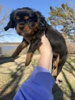 AKC Cavalier King Charles - Pink, a female Cavalier King Charles Spaniel for sale in Mannford, OK – Photo 3 of 3