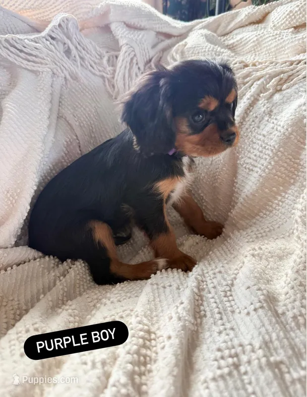 AKC Cavalier King Charles - Purple – Cavalier King Charles Spaniel puppy for sale in Mannford, OK