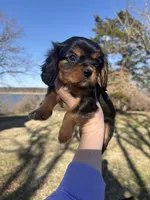 AKC Cavalier King Charles - Purple, a male Cavalier King Charles Spaniel for sale in Mannford, OK – Photo 4 of 4