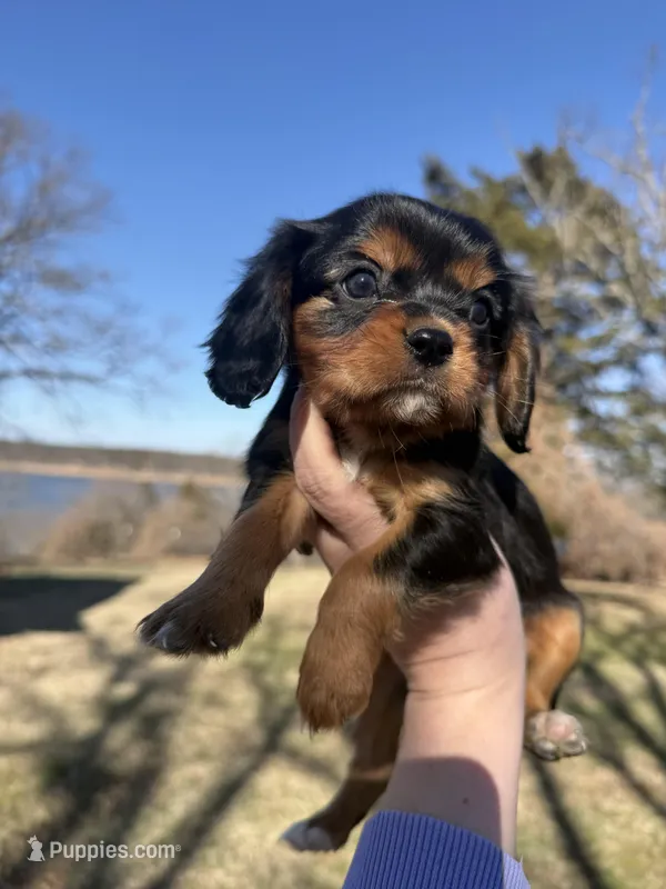 AKC Cavalier King Charles - Purple