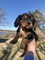 AKC Cavalier King Charles - Purple, a male Cavalier King Charles Spaniel for sale in Mannford, OK – Photo 1 of 4