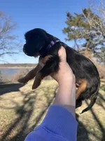 AKC Cavalier King Charles - Purple, a male Cavalier King Charles Spaniel for sale in Mannford, OK – Photo 2 of 4