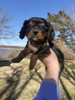 AKC Cavalier King Charles - Purple, a male Cavalier King Charles Spaniel for sale in Mannford, OK – Photo 3 of 4
