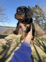 AKC Cavalier King Charles - Tan, a male Cavalier King Charles Spaniel for sale in Mannford, OK – Photo 2 of 4