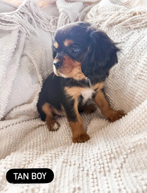 AKC Cavalier King Charles - Tan