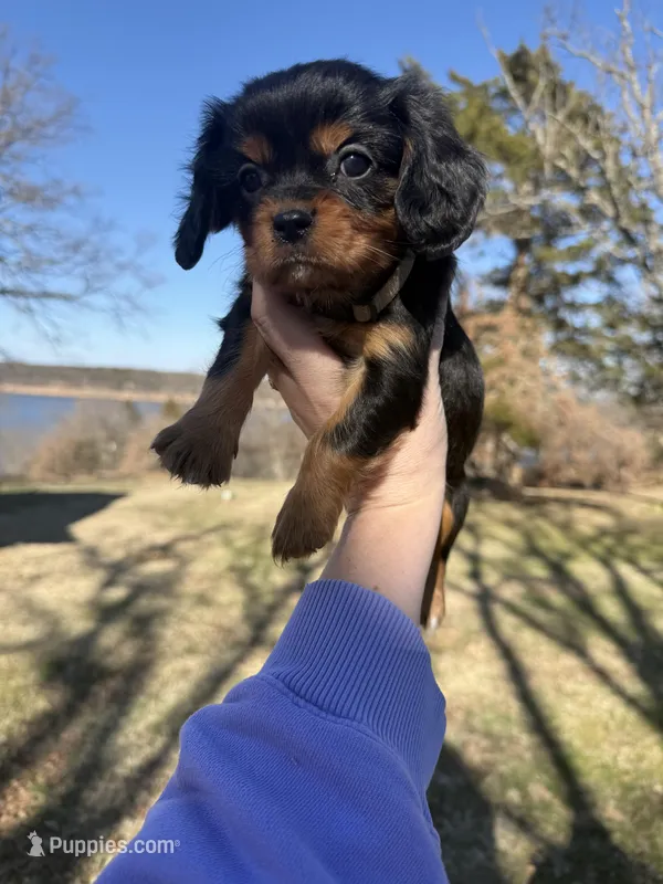 AKC Cavalier King Charles - Tan