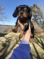 AKC Cavalier King Charles - Tan, a male Cavalier King Charles Spaniel for sale in Mannford, OK – Photo 4 of 4