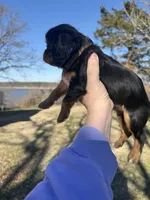 AKC Cavalier King Charles - Tan, a male Cavalier King Charles Spaniel for sale in Mannford, OK – Photo 3 of 4
