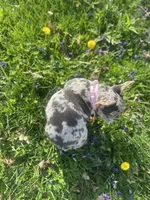 Chanel, a female French Bulldog for sale in Fremont, OH – 8 of 8