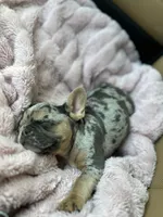 Chanel, a female French Bulldog for sale in Fremont, OH – 6 of 8