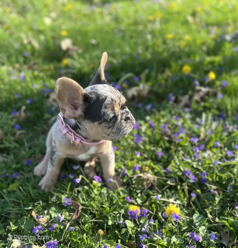 Chanel – French Bulldog puppy for sale in Fremont, OH