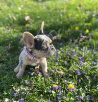 Chanel, a female French Bulldog for sale in Fremont, OH – 5 of 8