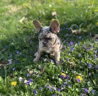 Chanel, a female French Bulldog for sale in Fremont, OH – 2 of 8