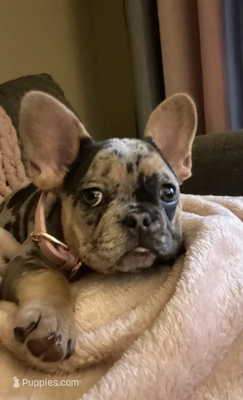 Chanel – French Bulldog puppy for sale in Fremont, OH