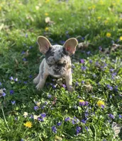 Chanel, a female French Bulldog for sale in Fremont, OH – 4 of 8